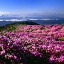 봉산면_압곡리(배출하우스)_1 | 황매산 철쭉제를 만날 수 있는 합천으로 가요!