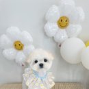 댕그리 펫 살롱 이미지