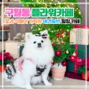 도로변(신도림로 40) | 구월동 카페 리림 애견동반｜꽃과 식물 가득한 인천 감성카페 후기