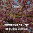 불국체육센터 배드민턴 2코트 | [공지] 실시간! 2026 경주 불국사 겹벚꽃 왕벚꽃 개화 상태 및 히든 주차 명당