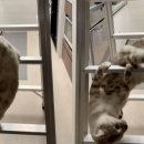 도그스타동물병원 이미지