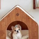 제니엔 코코 펫 이미지