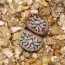 스트롱라인 이미지