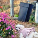 강아지부띠끄 | 강아지원피스 겨울 강아지옷 추천오호부띠끄 강아지 마카롱 코트 후기