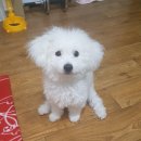 샤워하개 이미지