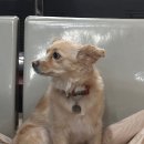 영도 볼링장 | 영도 동삼동 하리의 저렴한 &#39;한바다볼링&#39; 애견동반 후기
