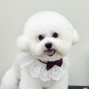 코코몽드 이미지