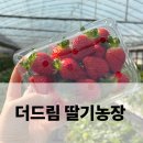 행복농장 봉화지점 | 남양주 더드림 딸기농장 재방문, 딸기체험 추천 후기