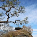 임고서원의 은행나무 이미지