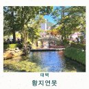 씨유 태백황지연못점 | 태백 황지연못 주차 황지자유시장 한강낙동강발원지축제