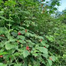 별꽃민박 이미지