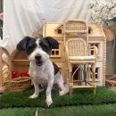 개르띠에 이미지