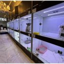 강아지와 고양이 | 인천검단 도그마루에서 강아지와 고양이 입양 후기!