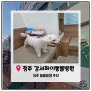나리울 동물병원 | [청주동물병원추천] 강서하이동물병원 11살 말티즈 별이 심장종합검진 &amp; 스케일링 후기｜노견 건강검진...
