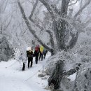 [눈꽃산행] 코스가이드5 (치악산,복주산,비슬산,한라산,계방산) 이미지