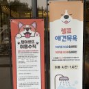 멍마르뜨 | 거제 | 강아지 운동장 실내외 애견카페 "멍마르뜨" ~ 거제도 애견동반카페 후기