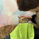 훤칠한고양이 | 광주 금호동 고양이 전문 목욕&amp;미용샵 <훤칠한 고양이> 고양이 무마취 목욕 / 광주 고양이 목욕 비용 후기