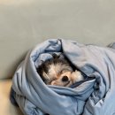 강아지톡 | 강아지눈물자국 관리 강아지인공눈물 하울릭 퓨어톡 사용 후기
