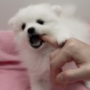 우리집코코 Daum카페