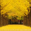 버려지는 낙엽 10t 가져다 ‘옐로 카펫’ 만든 화제의 섬 이미지