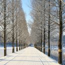 가로수길 이미지