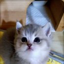 강남 고양이 분양 캣프렌즈 이미지