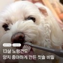 닛시디자인 | 노견 강아지 치석 관리, 양치 싫어하는 입 작은 소형견 전용 칫솔