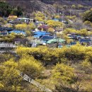 [전남/구례] 구례 산동 산수유마을의 노란 꽃물결 이미지