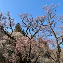 조계산 (태고 본찰 선암사를 품고 있는 선암매 아름다운 봄산) 이미지