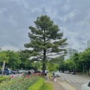 장미아파트 공영주차장 앞 이미지