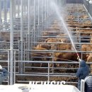 용인축협 한우사육장 이미지