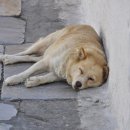 아이봄동물병원 이미지