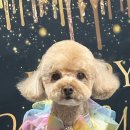 츄블리 펫 살롱 이미지