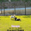 이소리111 멍펜션 | 상주 애견펜션 이소리111 멍펜션 경북 애견독채