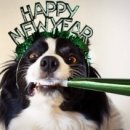 댕댕클라스 이미지