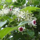 장모사랑 이미지