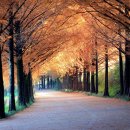 국도24호선가로수 이미지