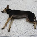 행복한개 이미지