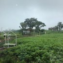 바그다드까페목동 | 제주도이색카페 "우유부단/성이시돌카페/멀티샵" 갔다온 냉정한 후기