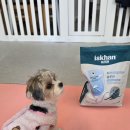 솔루션독 | 강아지 알러지 사료 고민하다 바꿔본 '이즈칸 독 하이포알러제닉 솔루션' 후기