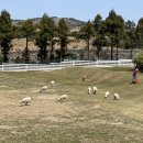 목장양꼬치 이미지