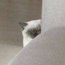 내친구고양이