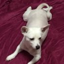 김제강아지 이미지