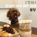 [강화] 반려동물 실내 동반 카페 봉당 내돈내산 후기