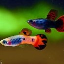 정분이네 이미지