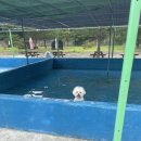 딩가댕댕 이미지