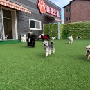 광주유치원 | 경기 광주 강아지 유치원 놀러오개 송정점 다녀온 후기