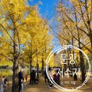 GS25 충북괴산점 | [나들이] 충북괴산_25년11월10일 문광저수지 은행잎 얼마나 남았을까? 직접 보고 온 후기