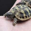 엘지전자(주)동대전지점 | 뉴런에서 알려주는 동헤르만 육지거북 소개 및 사육방법!