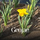 공곶이 | 거제 공곶이 수선화 축제 주차장 직접 다녀온 후기(가는법 동백꽃 입장료 소요시간 개화시기)